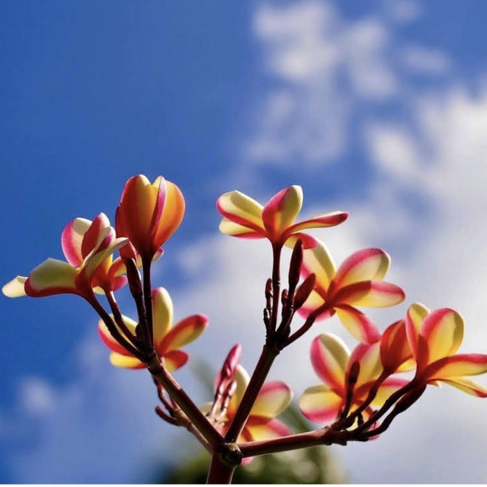 赤色の花