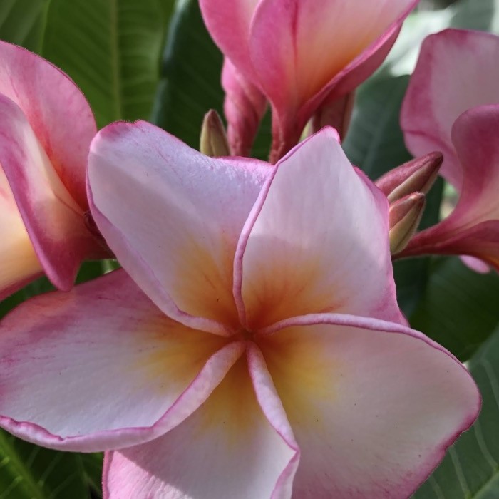 ピンクの花